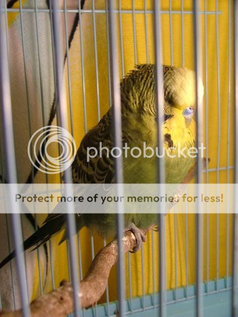 001-1.jpg?t=1288399869