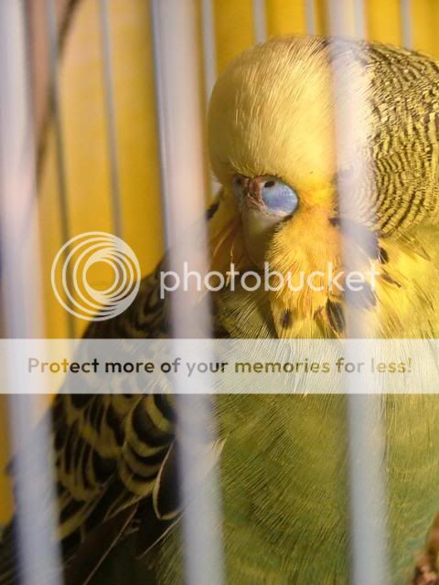 004.jpg?t=1288399869