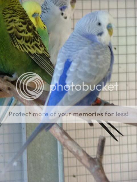 006.jpg?t=1286057019