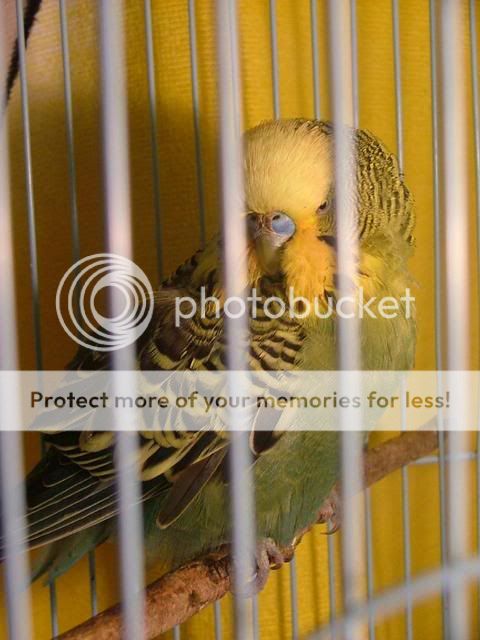 008-1.jpg?t=1288400616