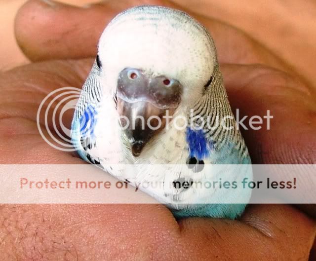 011209014.jpg?t=1259660733