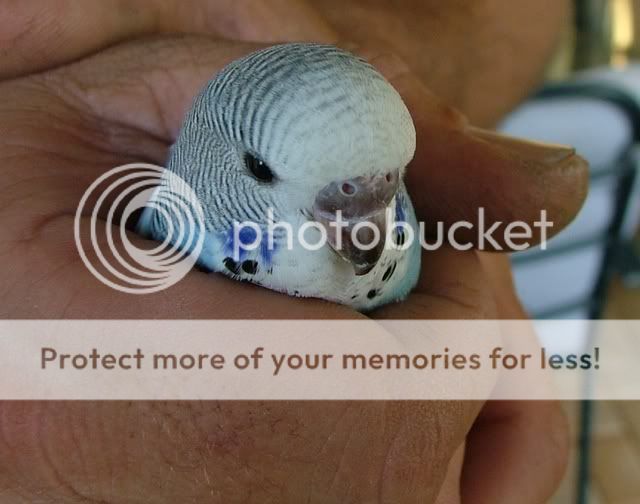 011209015.jpg?t=1259660771