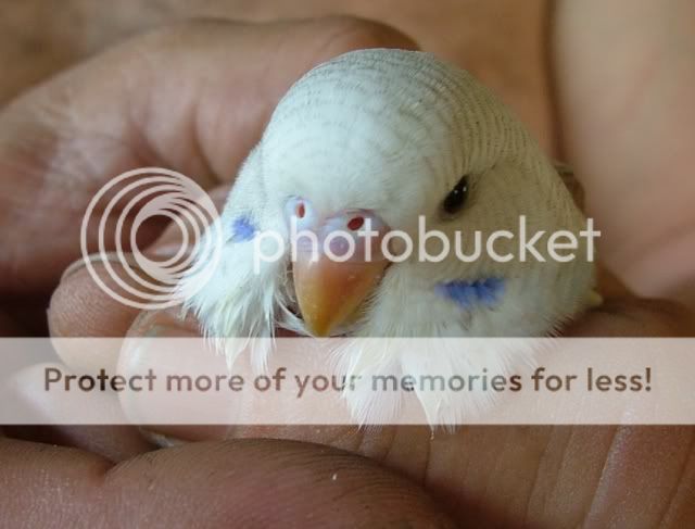 011209016.jpg?t=1259660819