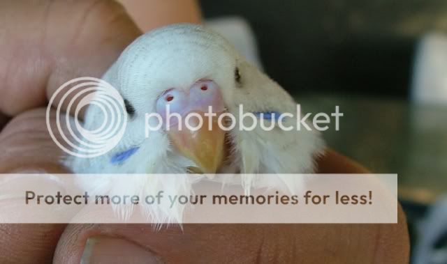 011209017.jpg?t=1259660855