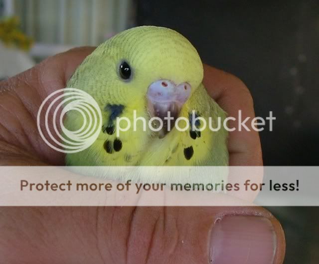 011209019.jpg?t=1259660902