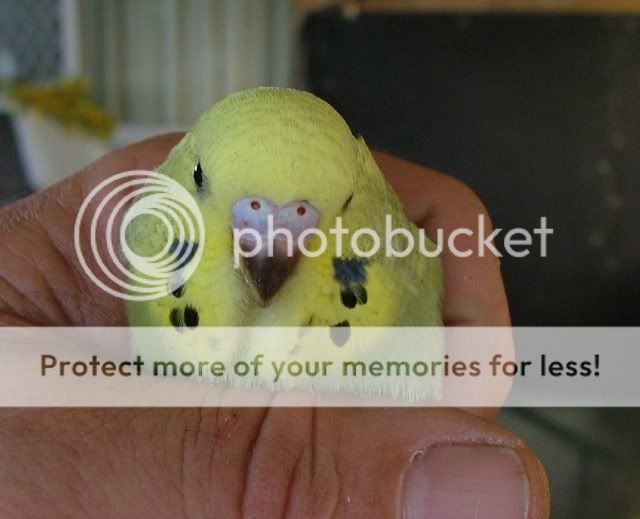 011209020.jpg?t=1259660937