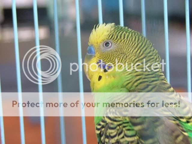 021-1.jpg?t=1287474103