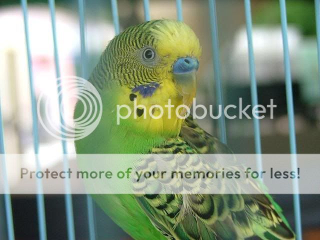 029.jpg?t=1287473973