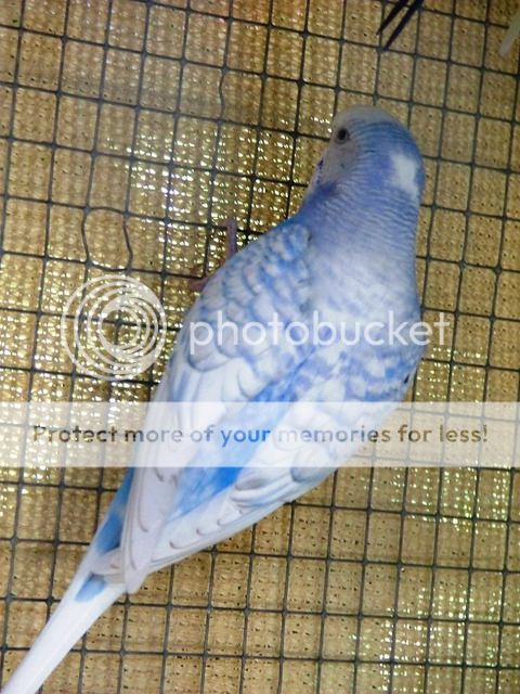 030110028.jpg?t=1270938291