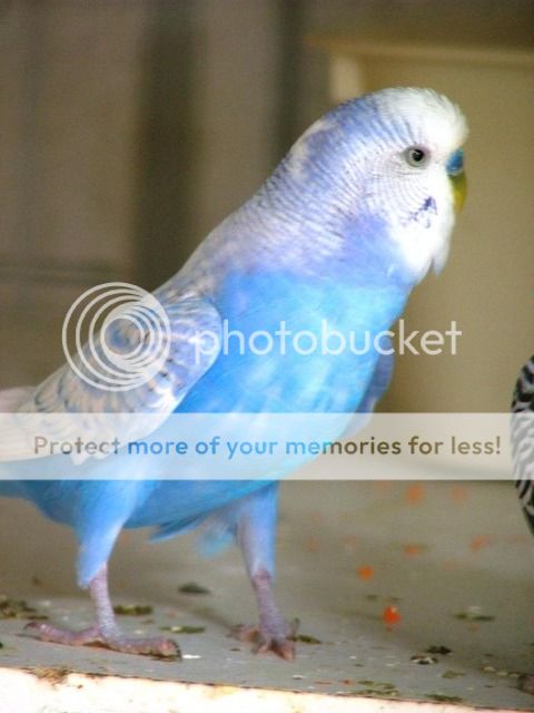 030110044.jpg?t=1270937534