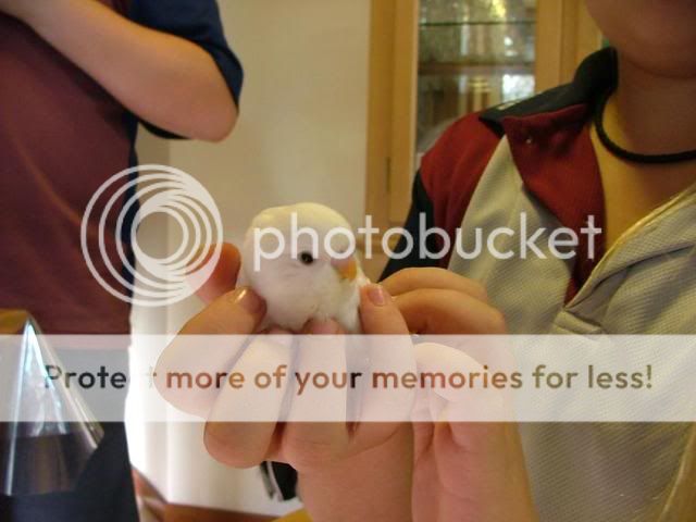 031109024.jpg?t=1257411749