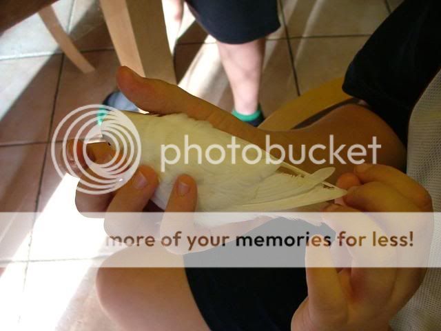 031109025.jpg?t=1257411770