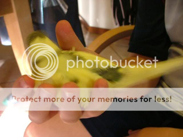 031109032.jpg?t=1257412016