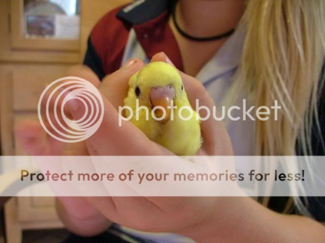 031109034.jpg?t=1257412083