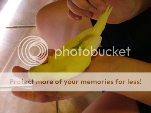 031109035.jpg?t=1257412173