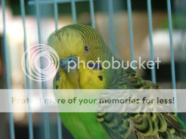 032-1.jpg?t=1287474065