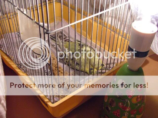 032.jpg?t=1283245794