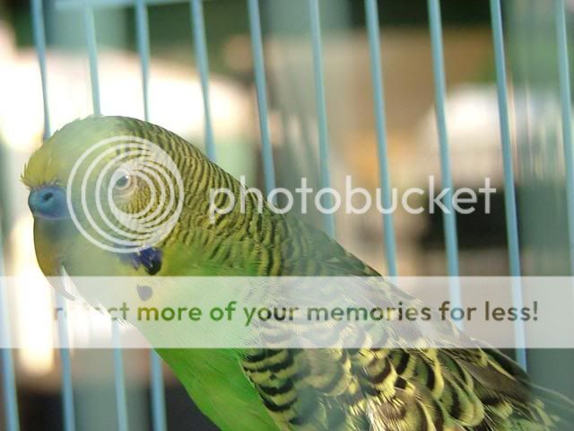 034.jpg?t=1287473558