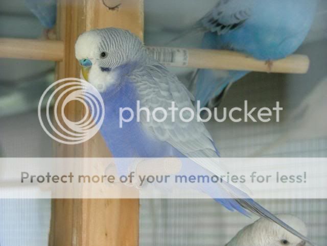 035.jpg?t=1286057019