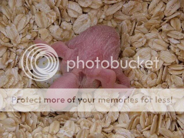 050909002.jpg?t=1252146951