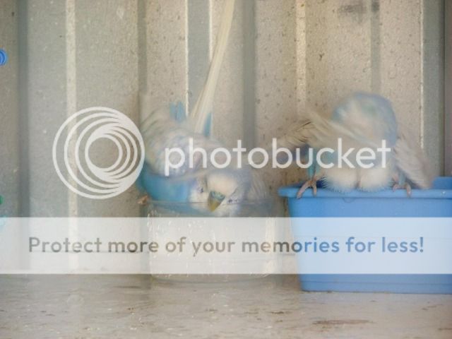 050909016.jpg?t=1254404047