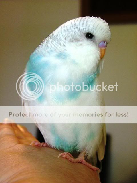 070110011.jpg?t=1262852391