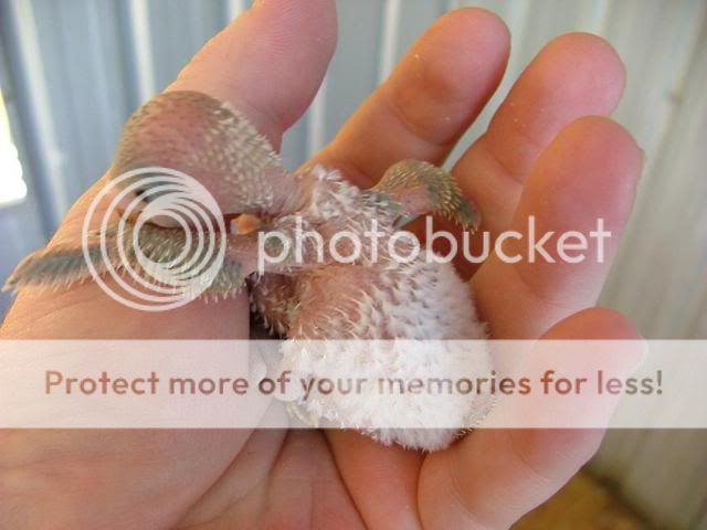 090909003.jpg?t=1252489646