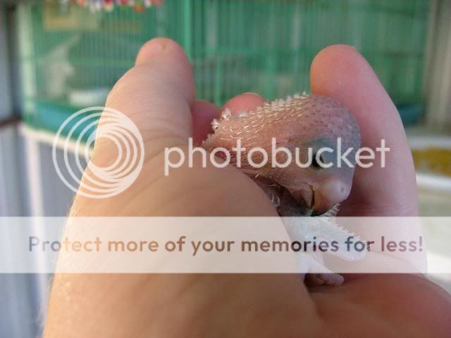 090909005.jpg?t=1252489843