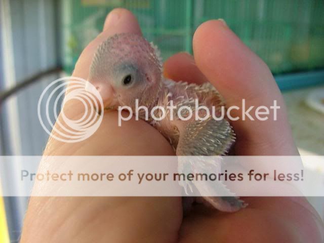 090909006.jpg?t=1252489791