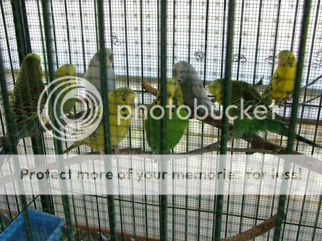 091109022.jpg?t=1257758085