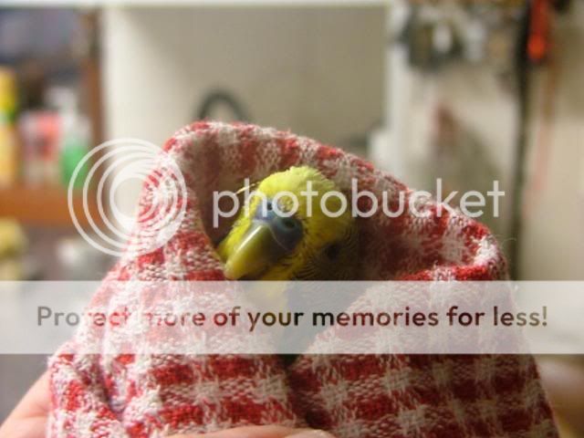 104.jpg?t=1287475795