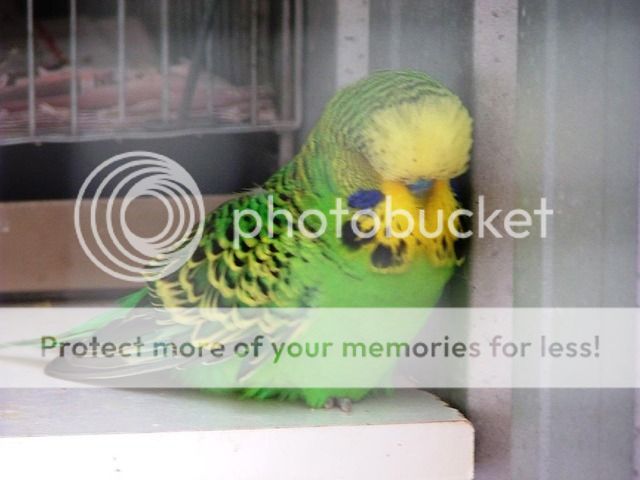 120909005.jpg?t=1256109754