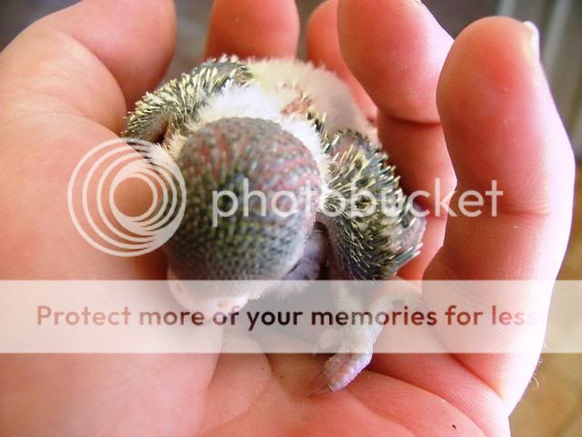 120909008.jpg?t=1252742308