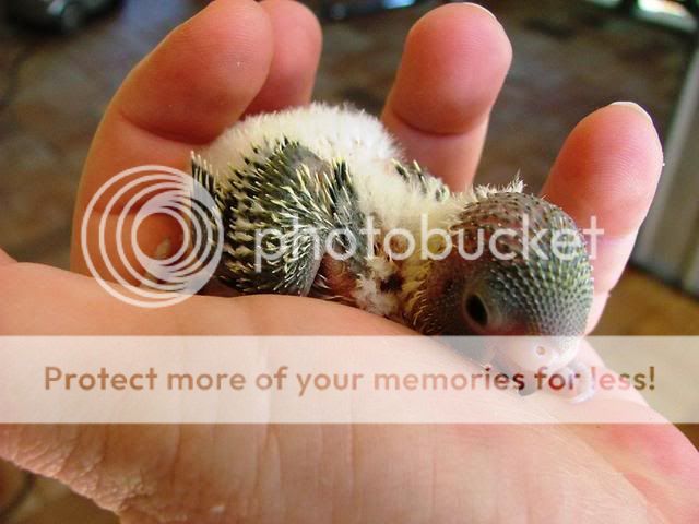 120909009.jpg?t=1252742841