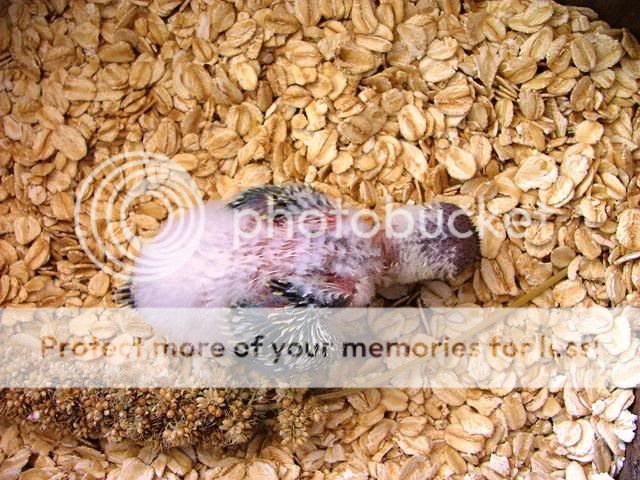 120909019.jpg?t=1252742908