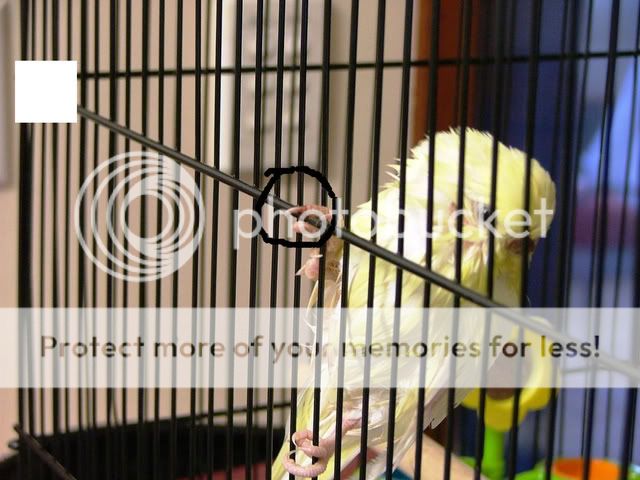 170909010-1.jpg?t=1253155843