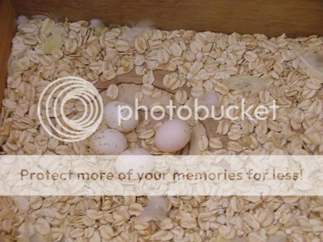 170909019.jpg?t=1253156262