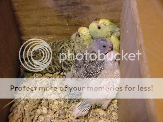 171109002.jpg?t=1258531907