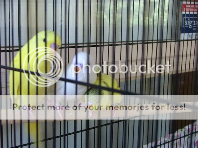 171109004.jpg?t=1258447791