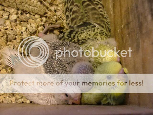 171109006.jpg?t=1258531940