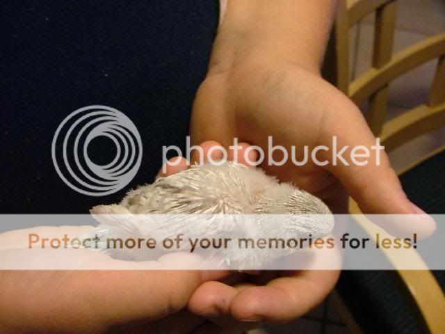 171109007.jpg?t=1258531984