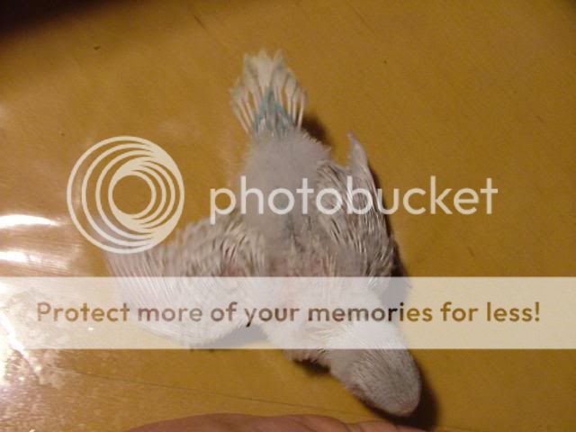 171109008.jpg?t=1258532006