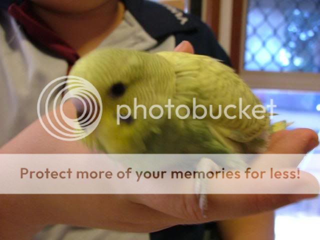 191109001.jpg?t=1258619959