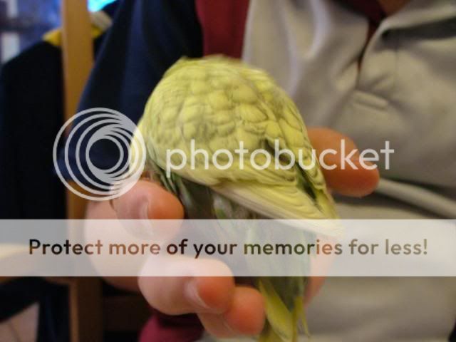 191109002.jpg?t=1258619991