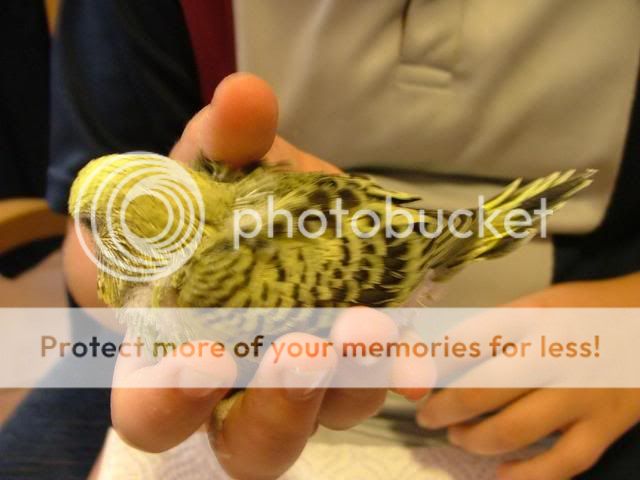 191109012.jpg?t=1258620018