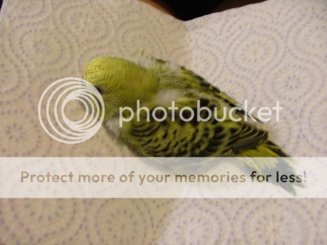 191109013.jpg?t=1258620225