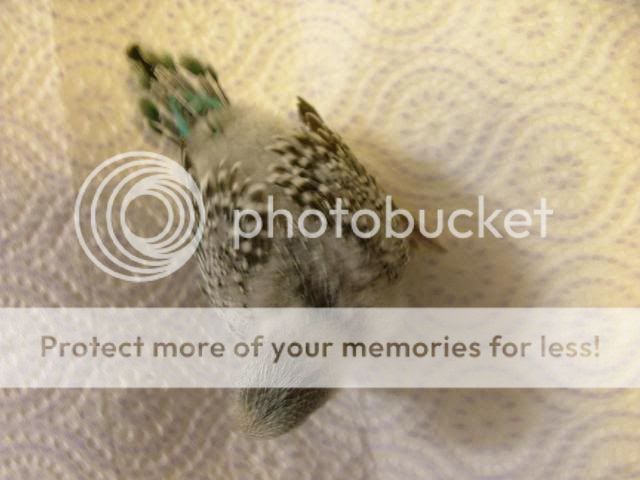 191109016.jpg?t=1258620244