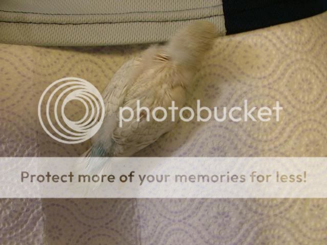 191109020.jpg?t=1258620385