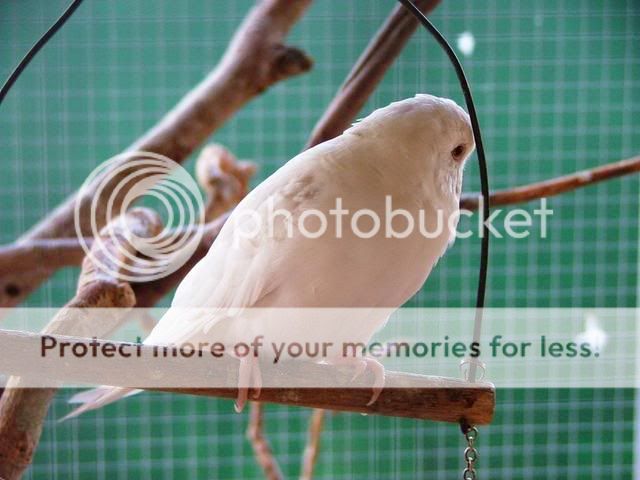 211109001.jpg?t=1258791163