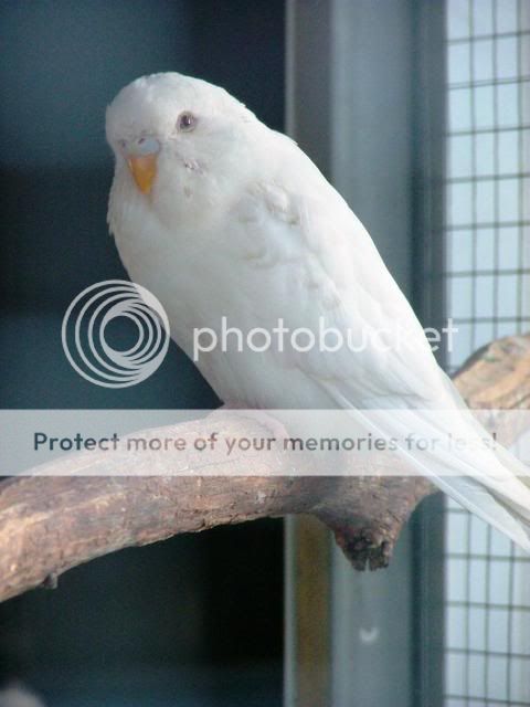 211109012.jpg?t=1258791262